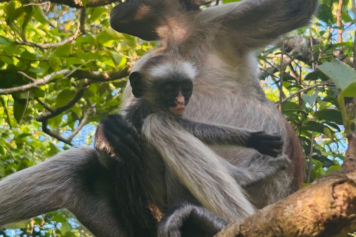 Zanzibar red colobus monkey with baby resting in forest canopy, endemic species